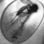 Fossil genetic research resources