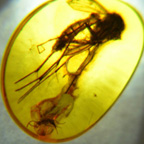 Research resources for genetic research on fossils