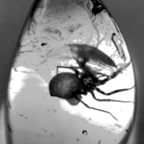 Fossil genetic research resources