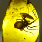 Research resources for genetic research on fossils